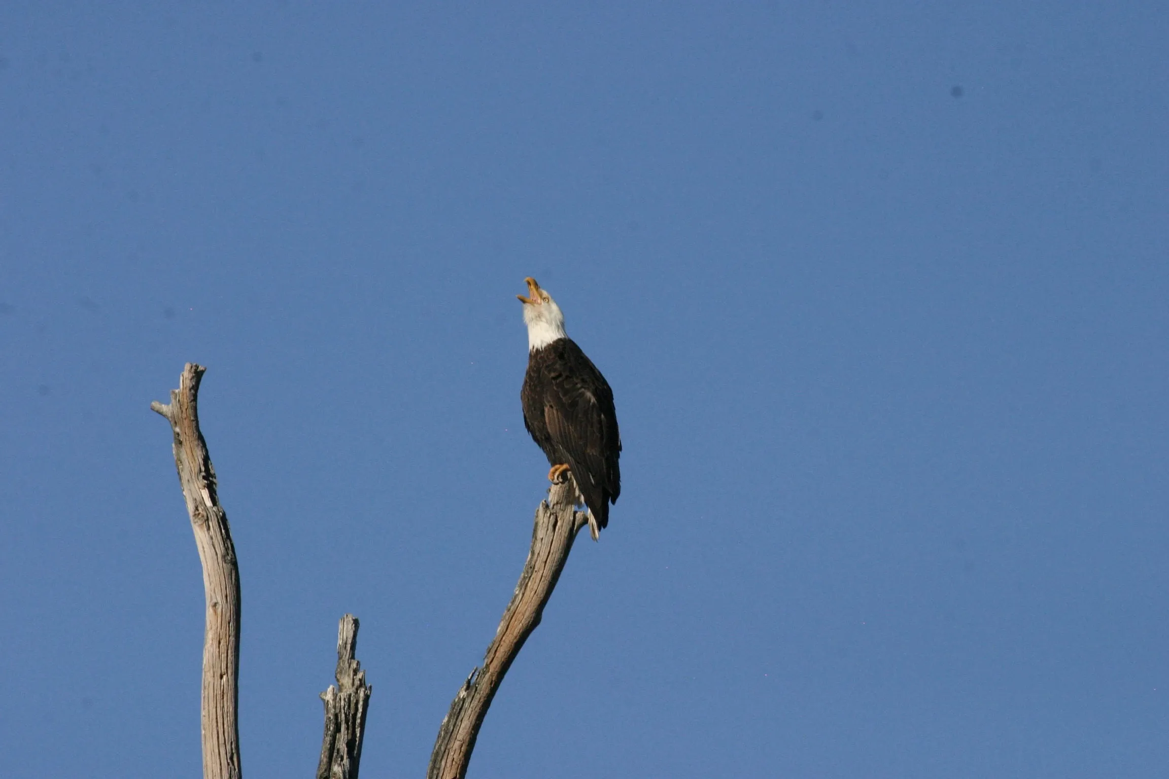 A bald eagle on a bare snag with its head thrown back and beak open, calling, against a clear blue sky