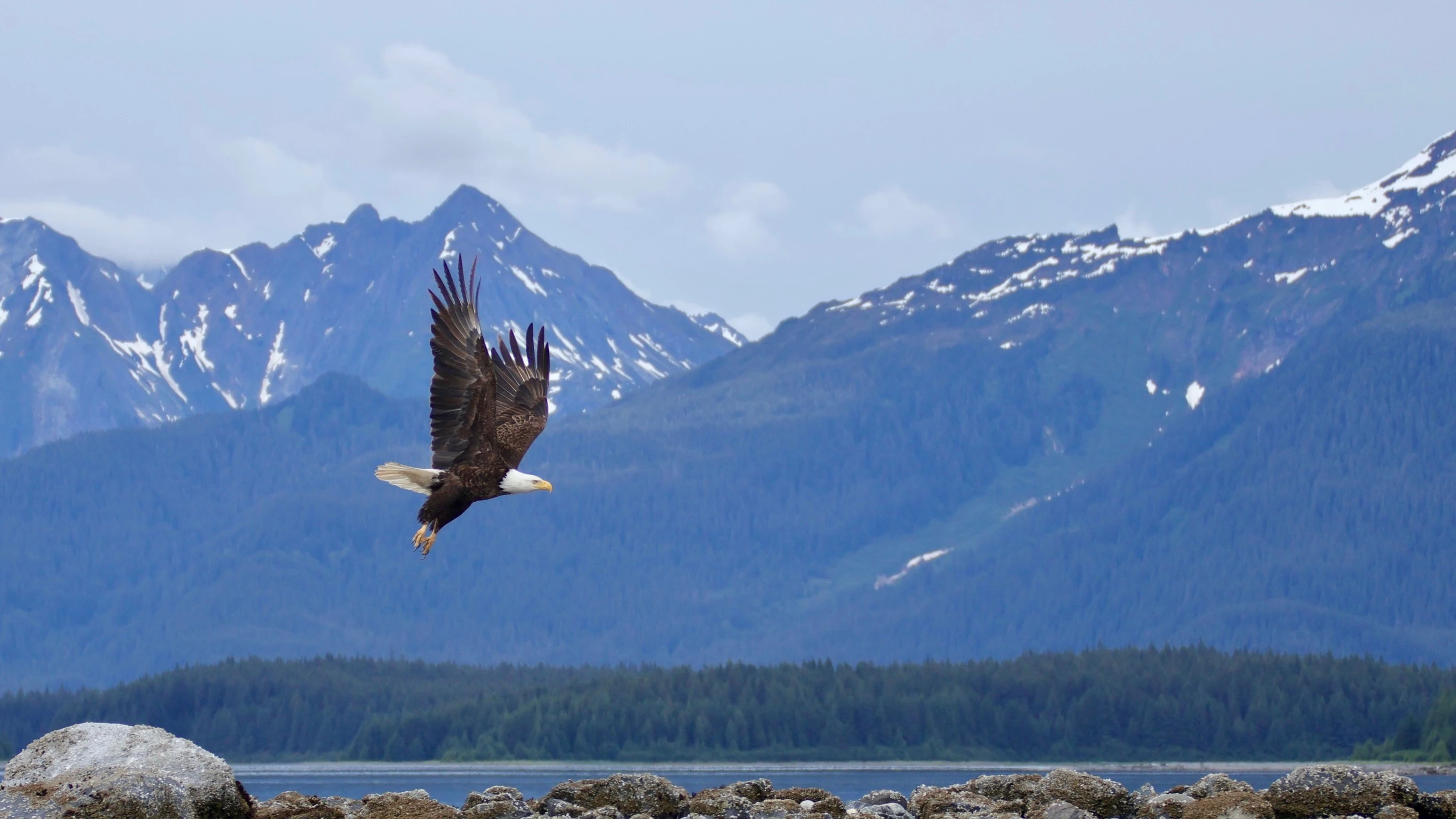 A bald eagle flying low across a bay, wings raised, with snow-streaked mountains and dark forest behind it