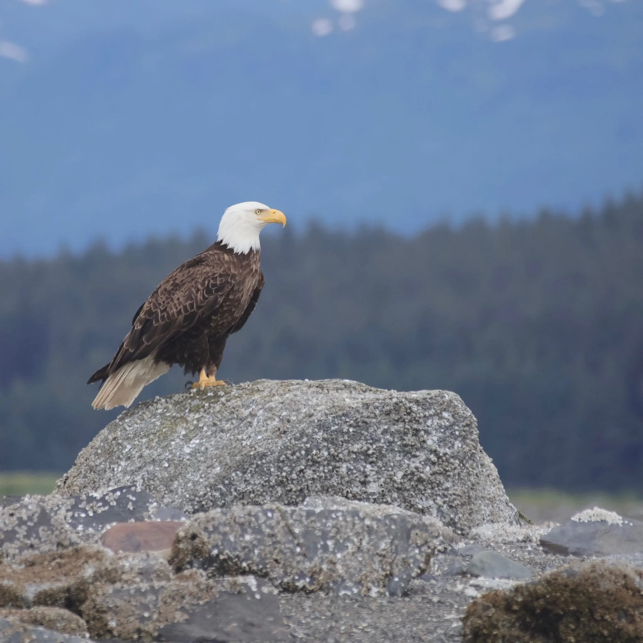 A bald eagle standing on a barnacle-covered rock at low tide, forested hills soft in the distance