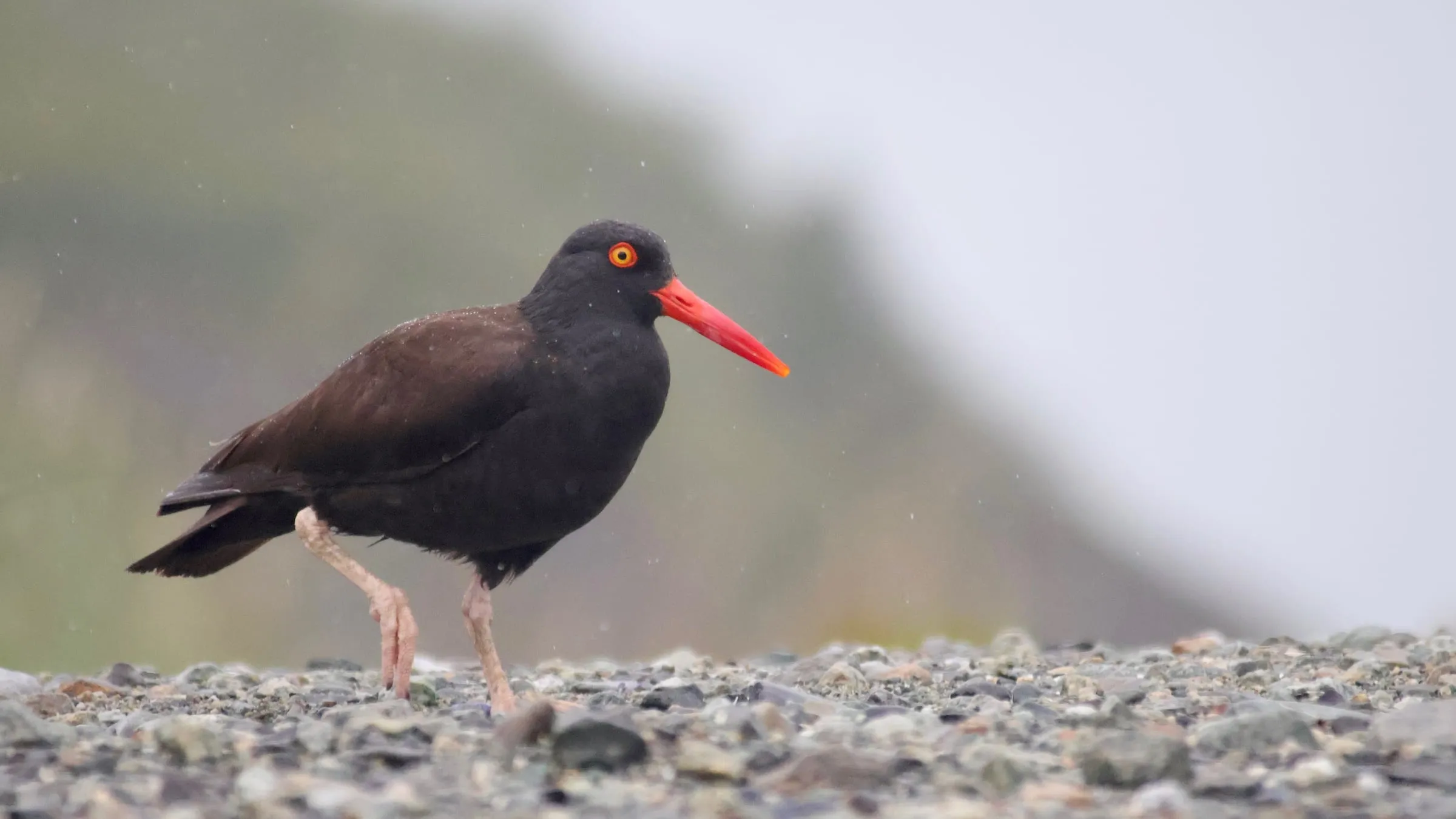 A black oystercatcher with a bright red bill walking across a wet cobble beach in the rain