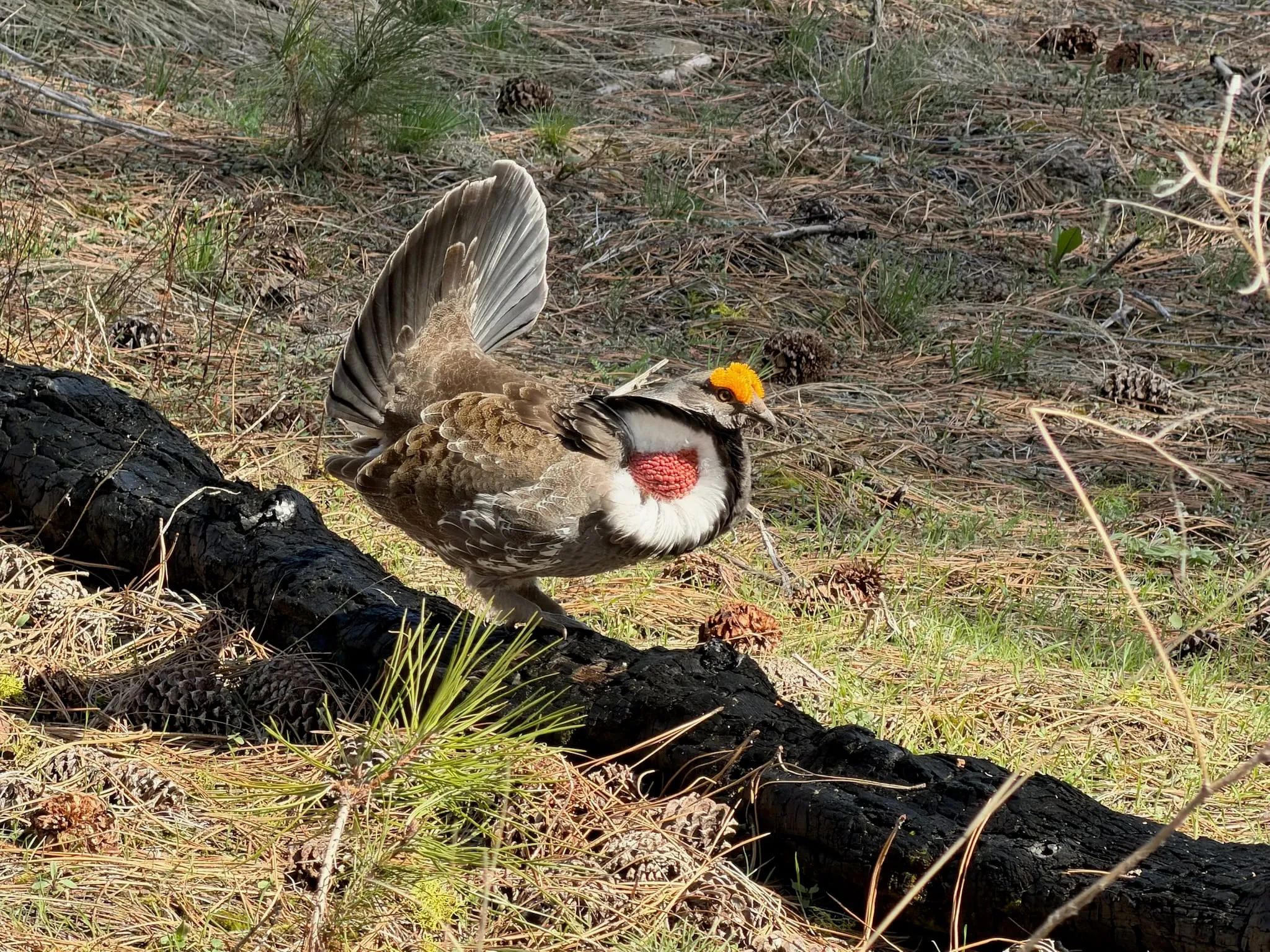 A grouse in full display on a burned log, tail fanned upright, red throat sac inflated and orange comb showing