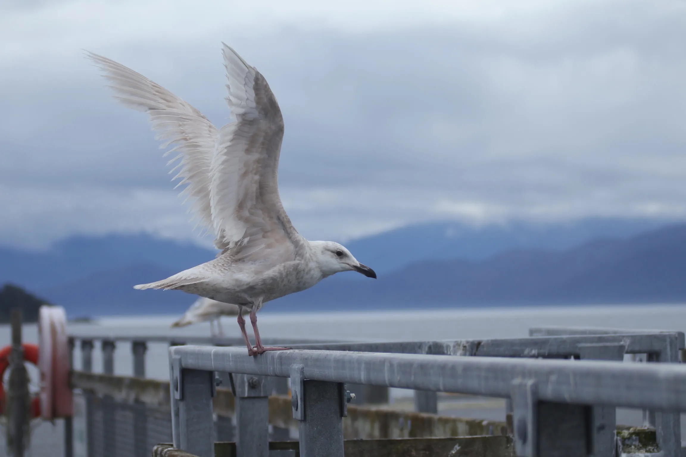 A young gull lifting off a rail with both wings raised, grey water and hills behind it