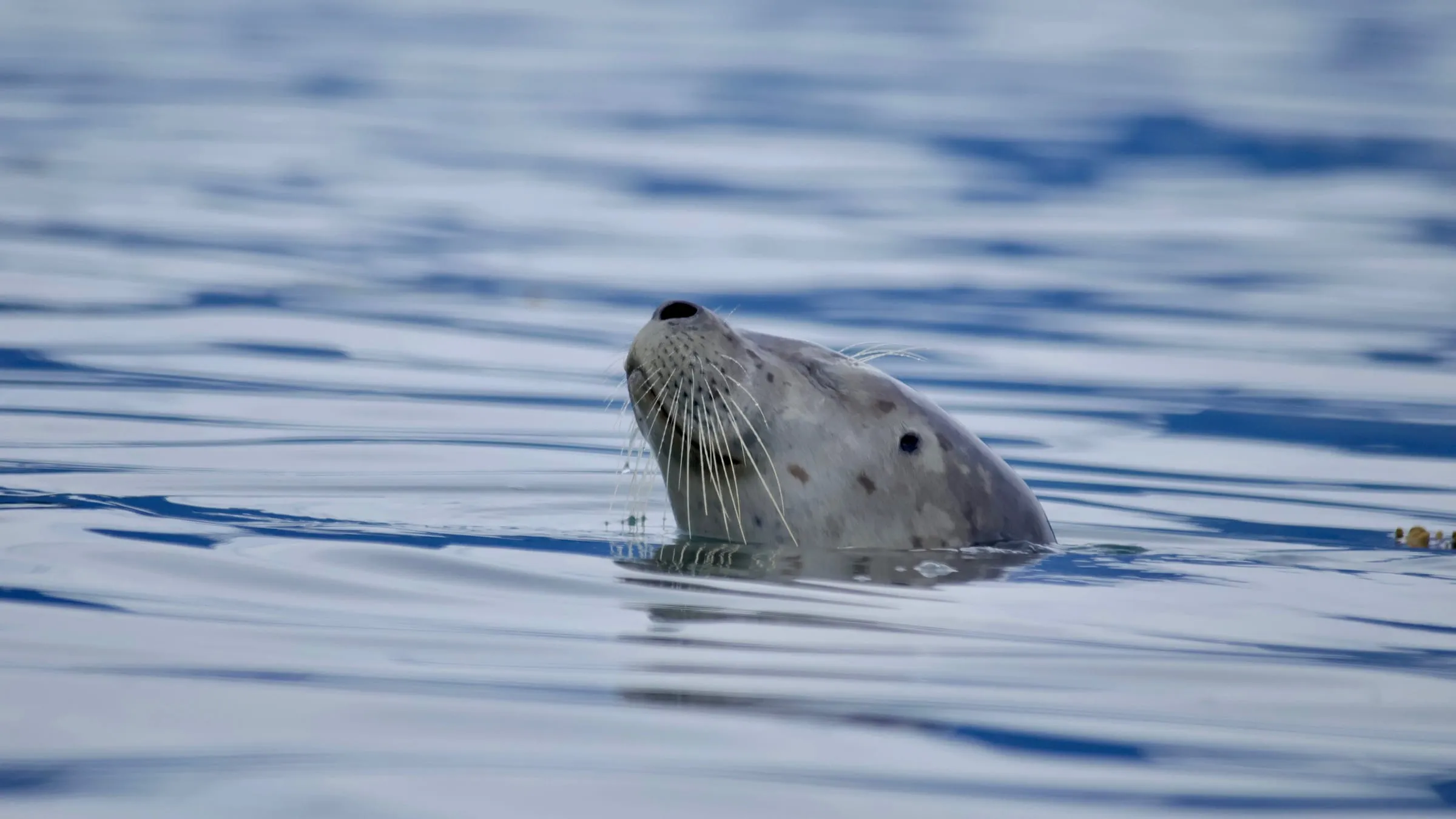 A harbor seal's spotted head above flat calm water, whiskers dripping
