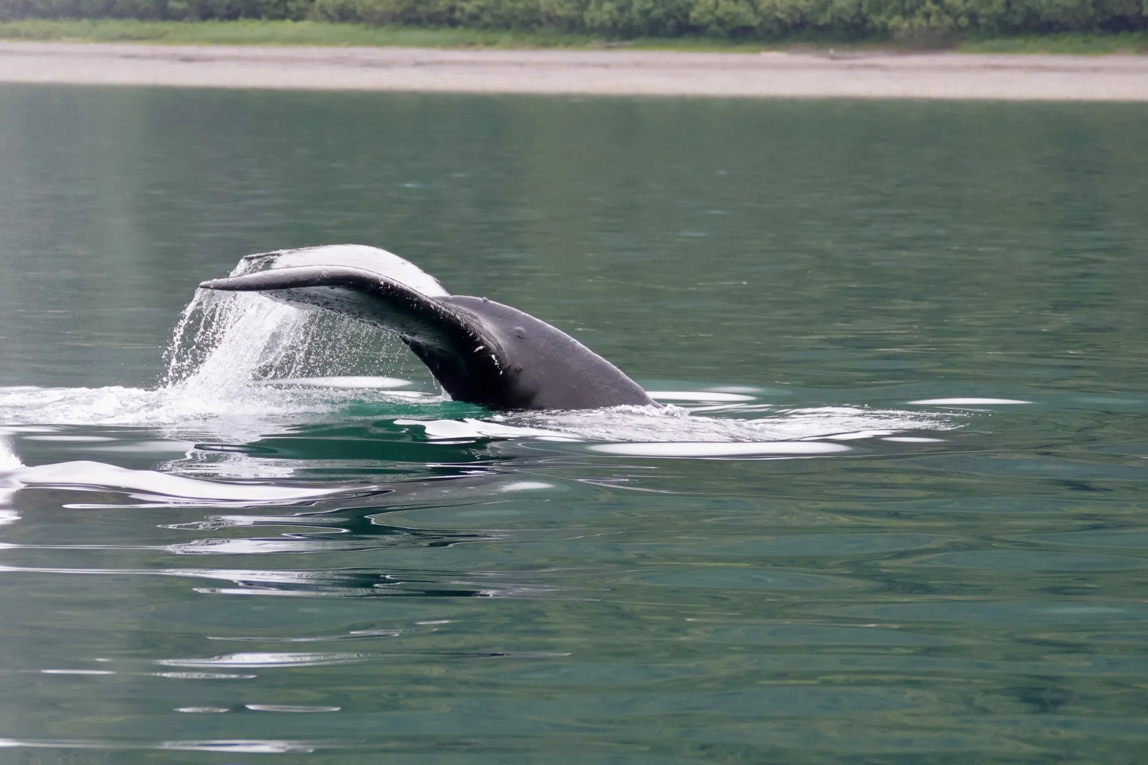 The tail of a humpback whale raised above green water with seawater pouring off it, a beach behind