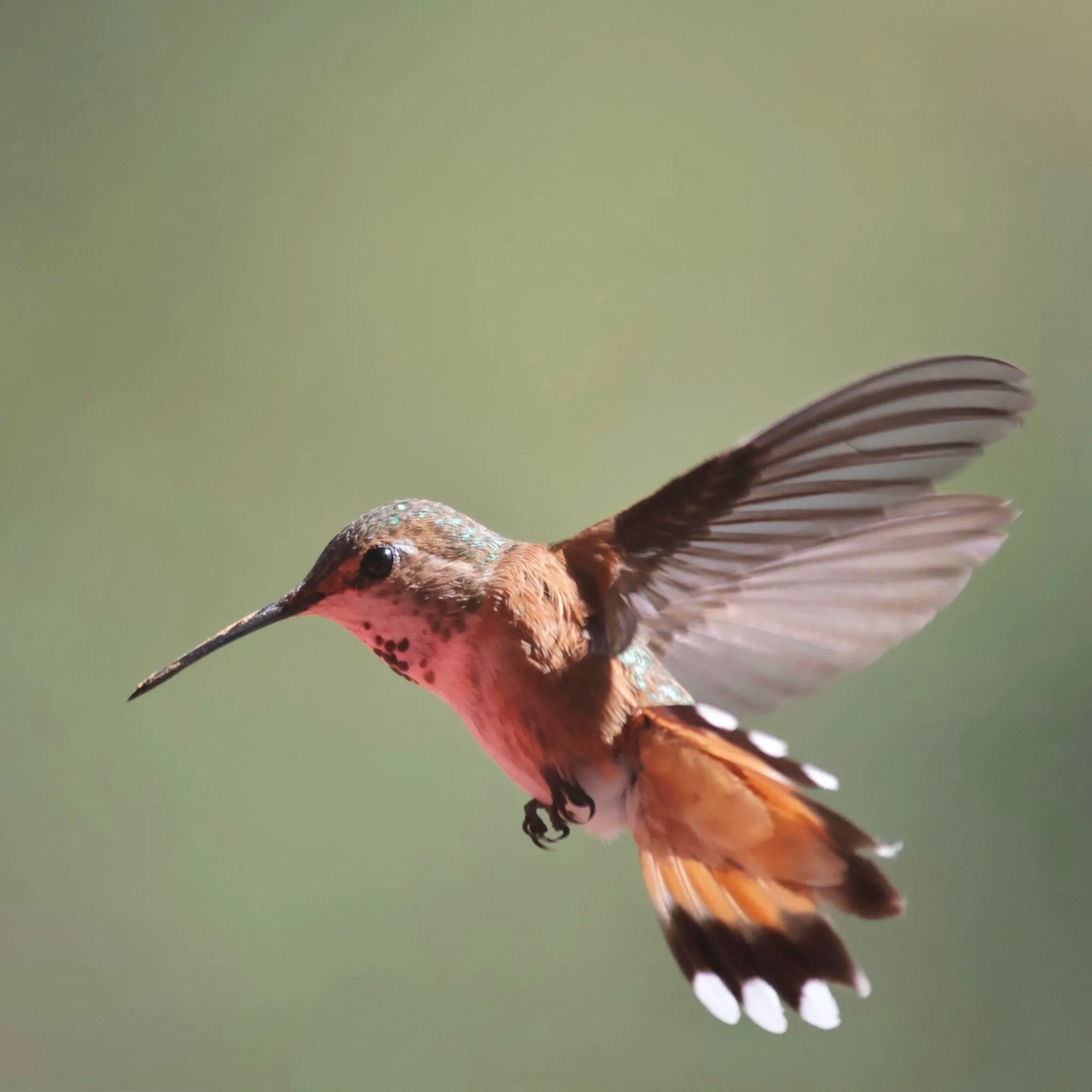A rufous hummingbird hovering against a soft green background, wings blurred and tail fanned