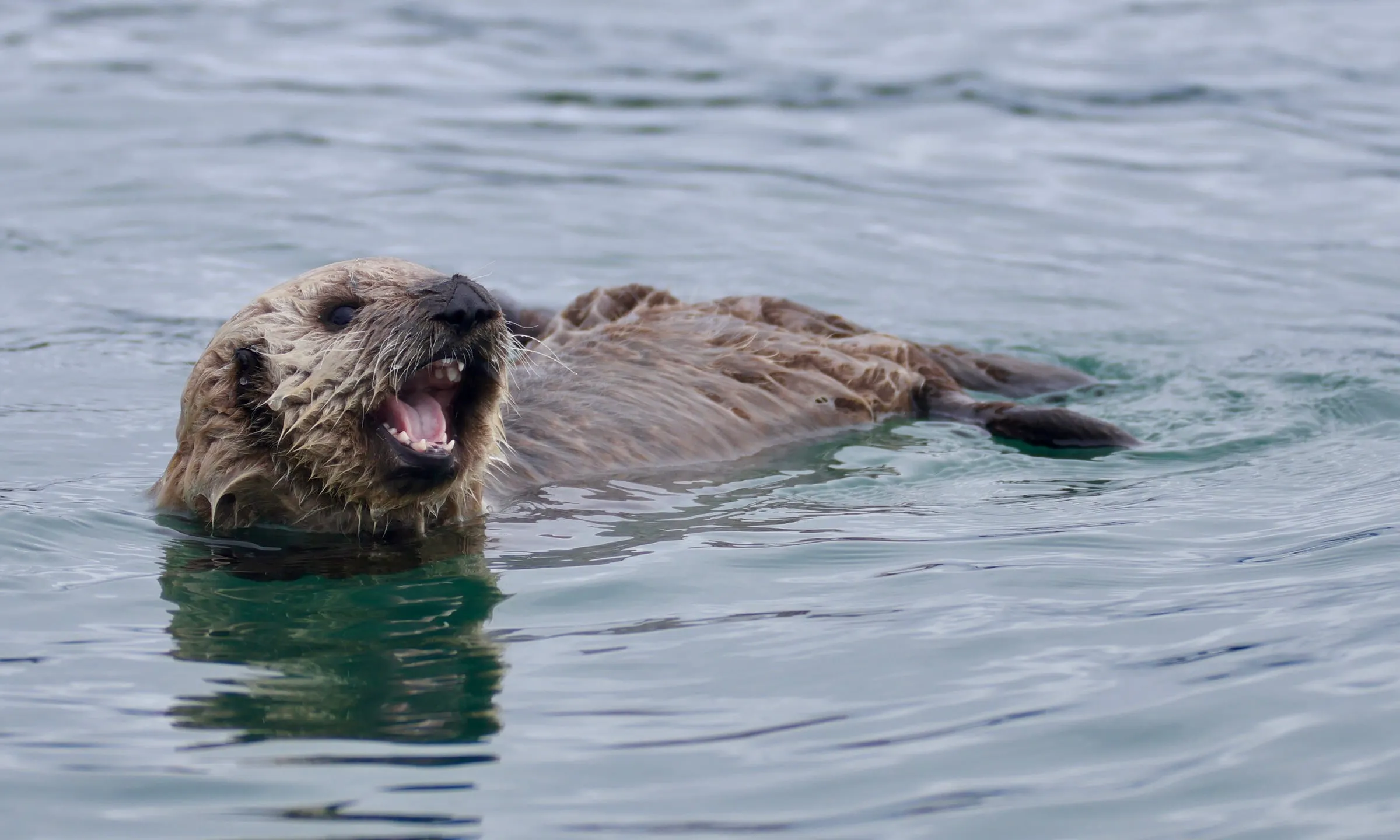 A sea otter floating on its back in calm water with its mouth wide open