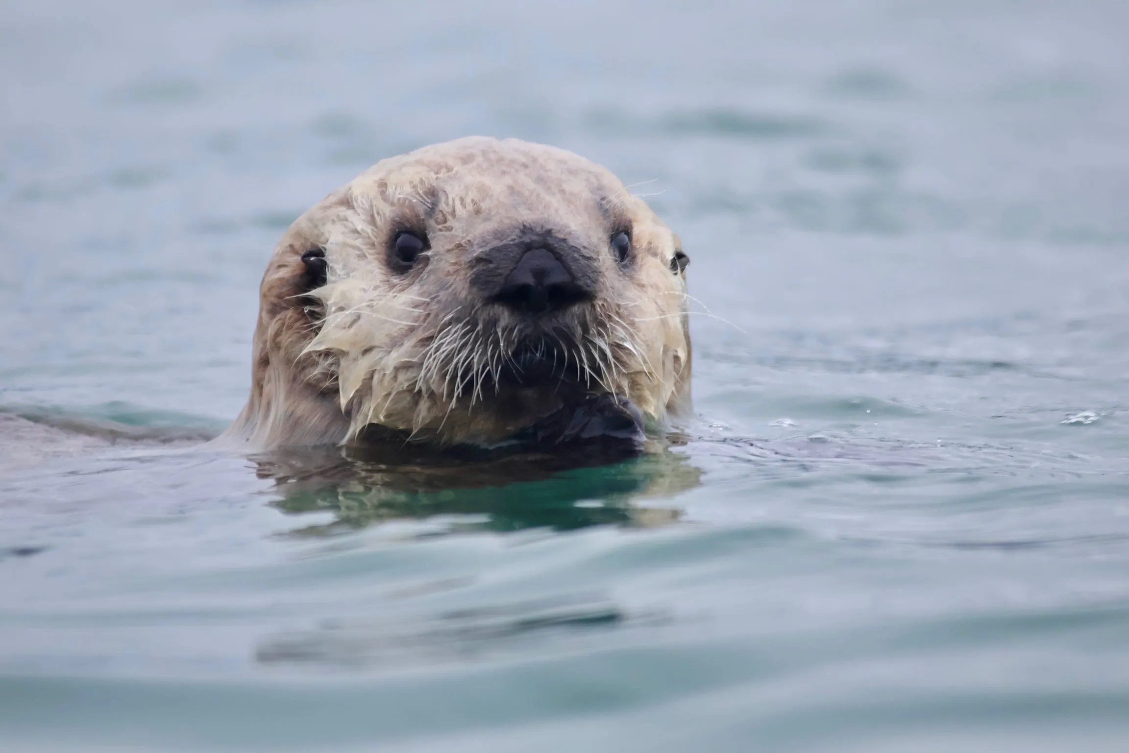 A sea otter floating on its back in calm water, looking directly at the camera