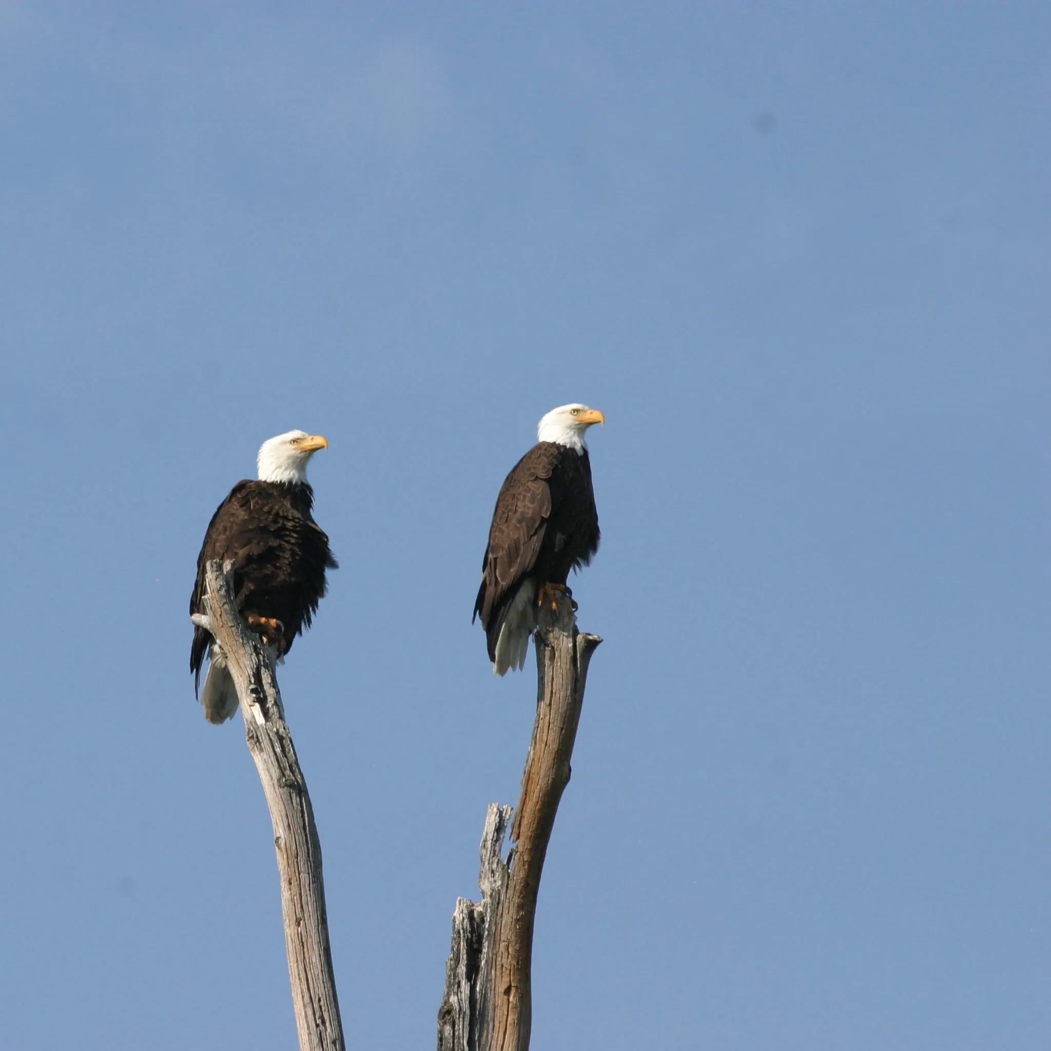 Two bald eagles perched on separate bare snags against a blue sky, both facing the same direction